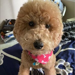 Meet your Posher, Vanessa